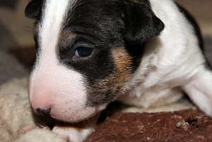 Minibullterjeri (1 valokuva sivusta 5)