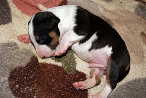 Minibullterjeri (2 valokuva sivusta 5)