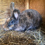 Кролик (фото #2)