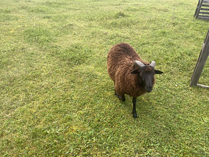 Rootsi Peenvilla jäär (2 foto / 2)