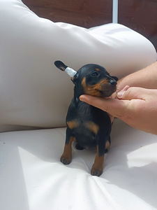 Miniature pinscher (2 foto / 2)
