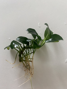 Anubias (anubias ) (2 foto / 2)