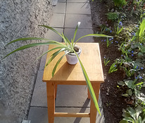 Травяная лилия / комнатное растение / размер M