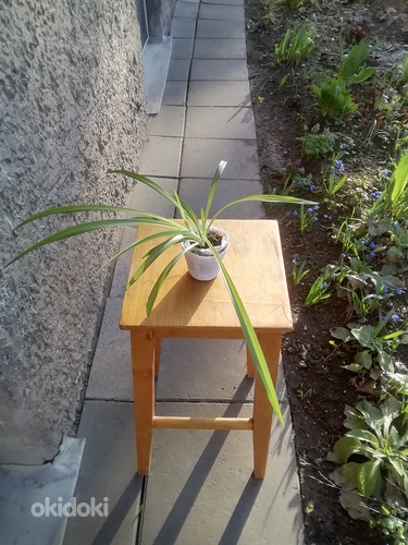 Травяная лилия / комнатное растение / размер M (фото #1)