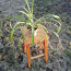 Травяная лилия / комнатное растение / размер L (фото #3)