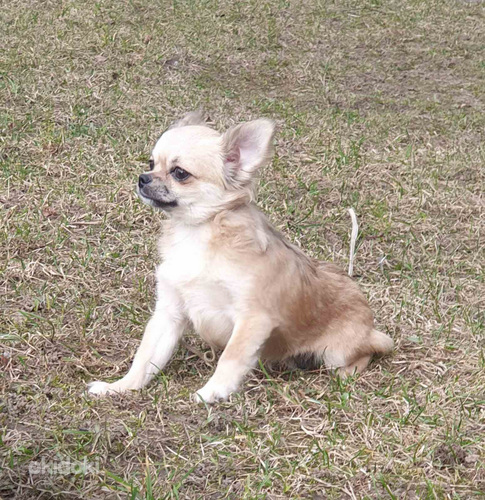 Chihuahua (foto #2)