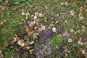 Tööstuse tn 12, Keila, Harjumaa (6 foto / 10)