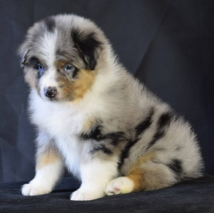 AUSTRALIAN SHEPHERDS (3 valokuva sivusta 4)