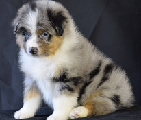 AUSTRALIAN SHEPHERDS