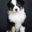 AUSTRALIAN SHEPHERDS (valokuva #1)