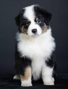 AUSTRALIAN SHEPHERDS