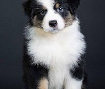 AUSTRALIAN SHEPHERDS