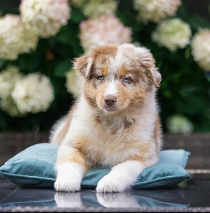 AUSTRALIAN SHEPHERDS (3 valokuva sivusta 8)