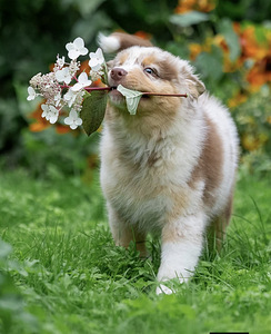 AUSTRALIAN SHEPHERDS (2 valokuva sivusta 8)