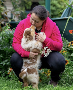AUSTRALIAN SHEPHERDS (8 valokuva sivusta 8)