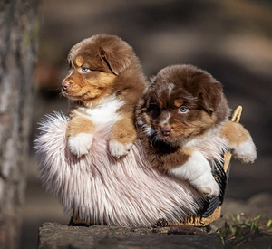 AUSTRALIAN SHEPHERDS (7 valokuva sivusta 7)