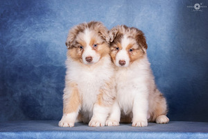 AUSTRALIAN SHEPHERDS (2 valokuva sivusta 10)