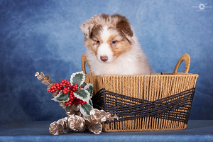 AUSTRALIAN SHEPHERDS (9 valokuva sivusta 10)
