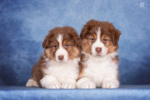 AUSTRALIAN SHEPHERDS (3 valokuva sivusta 10)