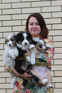 AUSTRALIAN SHEPHERDS