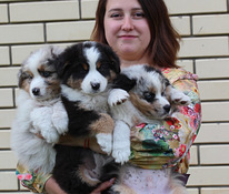 AUSTRALIAN SHEPHERDS