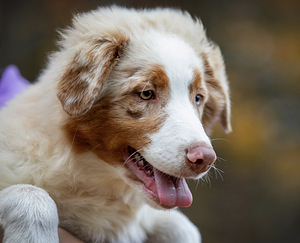 AUSTRALIAN SHEPHERDS (7 valokuva sivusta 8)