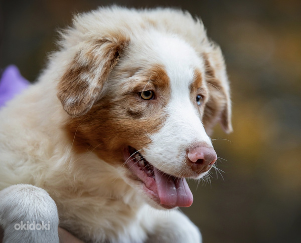 AUSTRALIAN SHEPHERDS (valokuva #7)