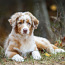 AUSTRALIAN SHEPHERDS (valokuva #1)