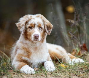 AUSTRALIAN SHEPHERDS