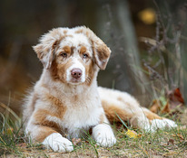 AUSTRALIAN SHEPHERDS