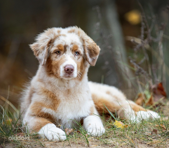 AUSTRALIAN SHEPHERDS (valokuva #1)