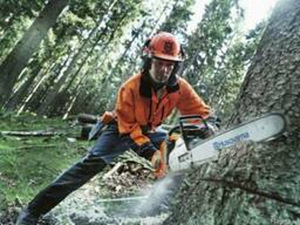 Puude langetamine ja äravedu, arboristi teenused, hooldamine