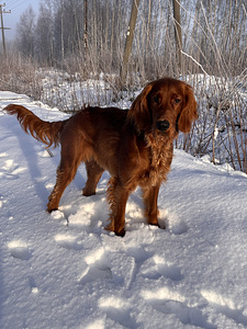Iiri setter otsib uue kodu (1 foto / 1)