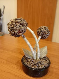Кофейное дерево (2 фото из 3)