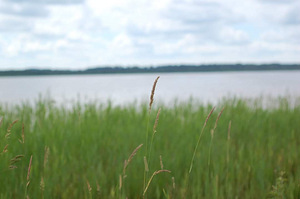 Peegelkaamera Nikon D50 komplekt (6 foto / 7)