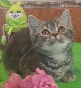 Британские котята (2 фото из 9)