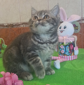 Британские котята (5 фото из 9)