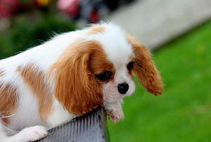 Cavalier King Charles Spaniel (5 фото из 10)