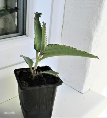 ЛЕКАРСТВЕННОЕ растение - DAIGREMONTI KALANHOE (фото #4)