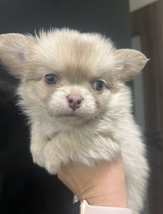Chihuahua kutsikate müük. (1 foto / 5)