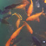 Молодые прудовые золотые рыбки (фото #1)