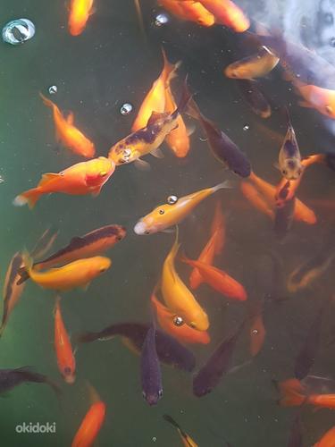 Молодые прудовые золотые рыбки (фото #3)