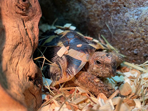 Продам черепаху маленького роста (HERMANN'S TORTOISE) (2 фото из 2)