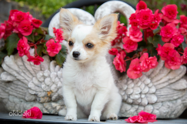 Продается Чихуа Хуа