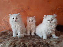 Шотландская длинношерстная