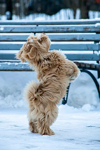 Havanese kutsikad müüa (5 foto / 6)