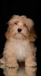 Havanese kutsikad müüa (3 foto / 6)
