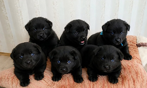 Schipperke kutsikad (1 foto / 5)