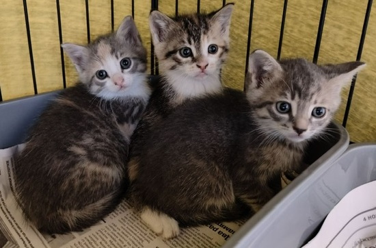 Кошки