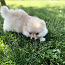 Pomeranian (foto #2)